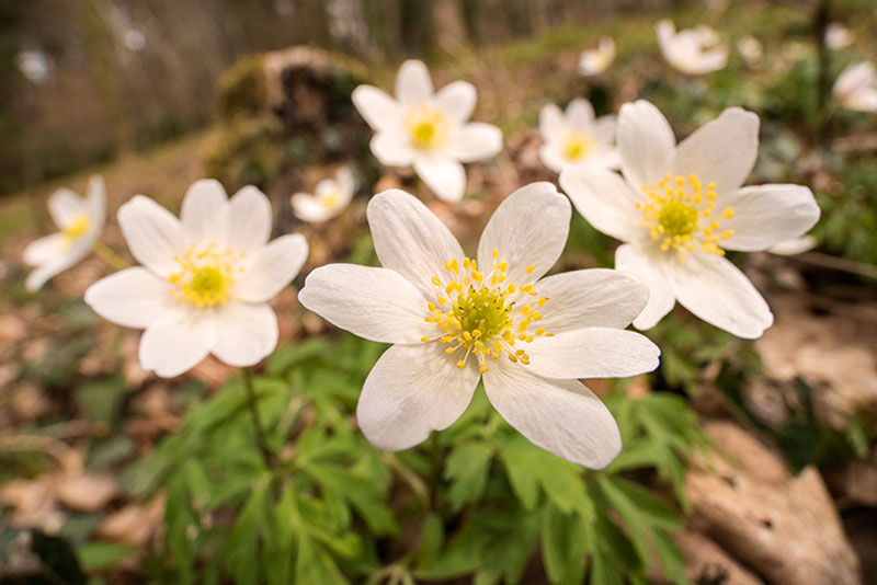 wildflower landscapes flowers