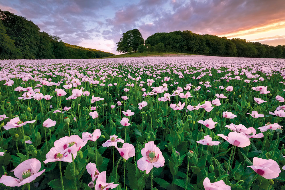 Masters of Landscape Photography Sunset over poppies