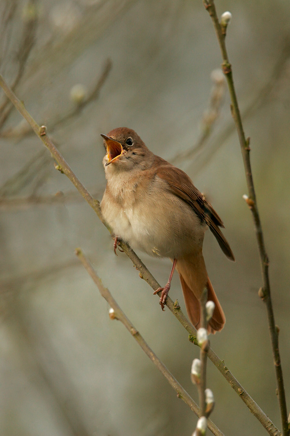 Paul Hobson Nightingale