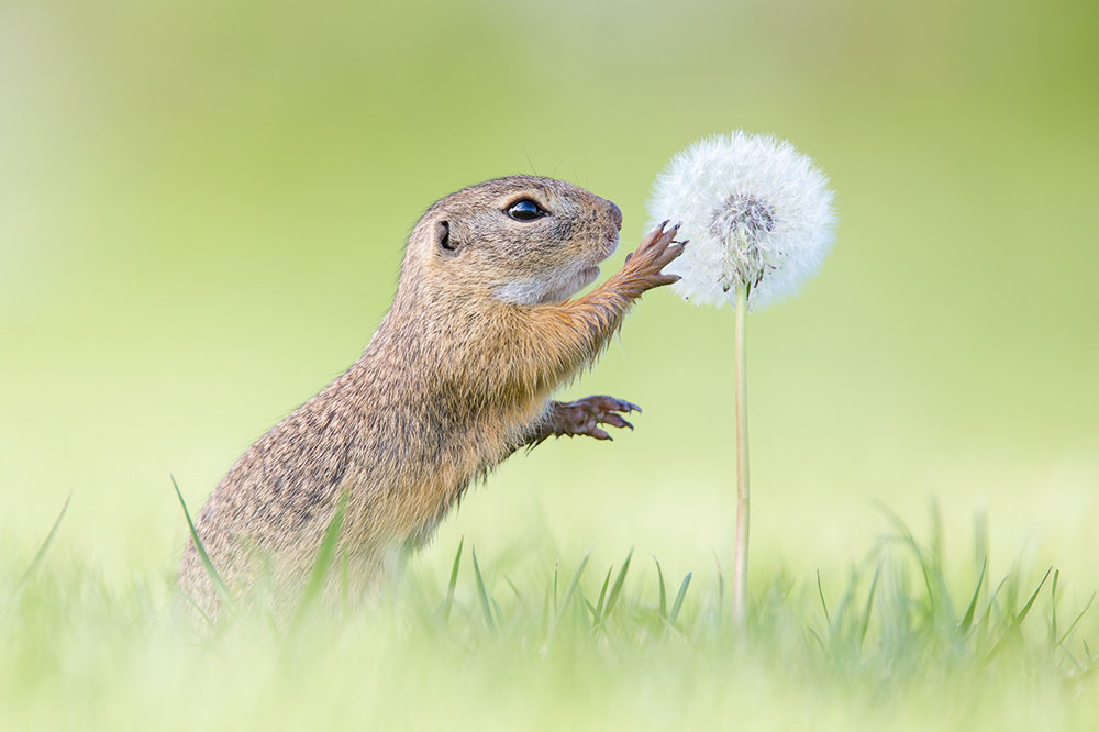 Perdita Petzl European ground squirrel