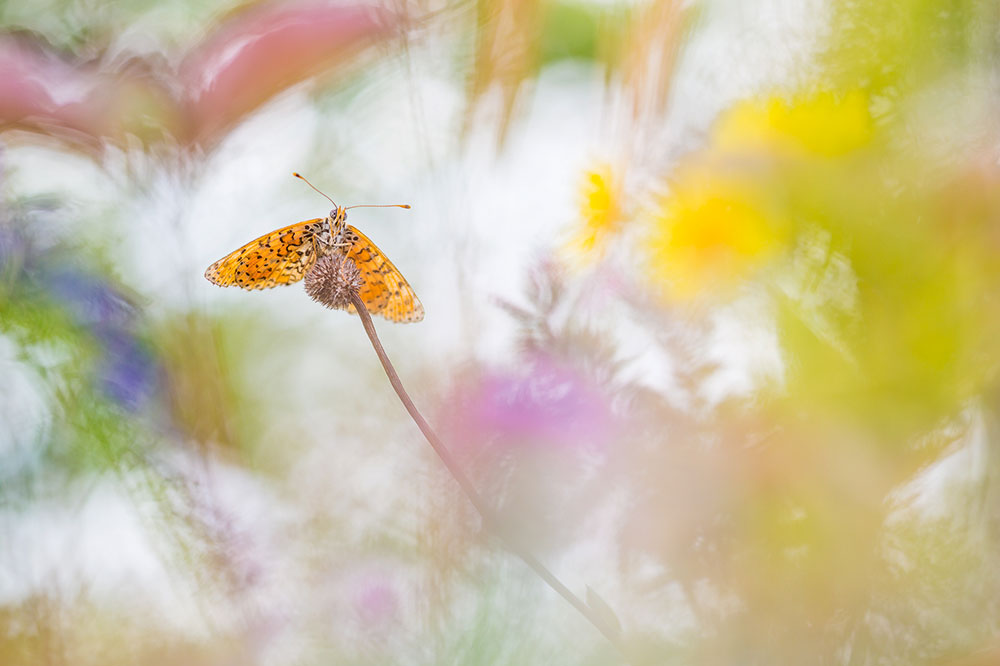 Perdita Petzl fritillary