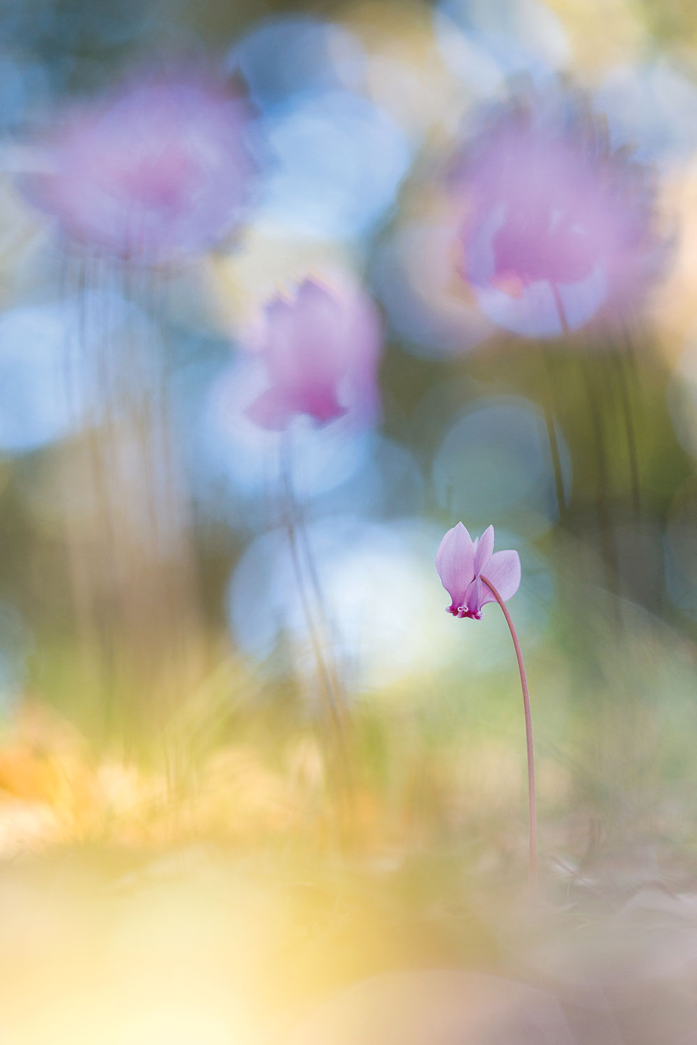 Perdita Petzl group of cyclamen