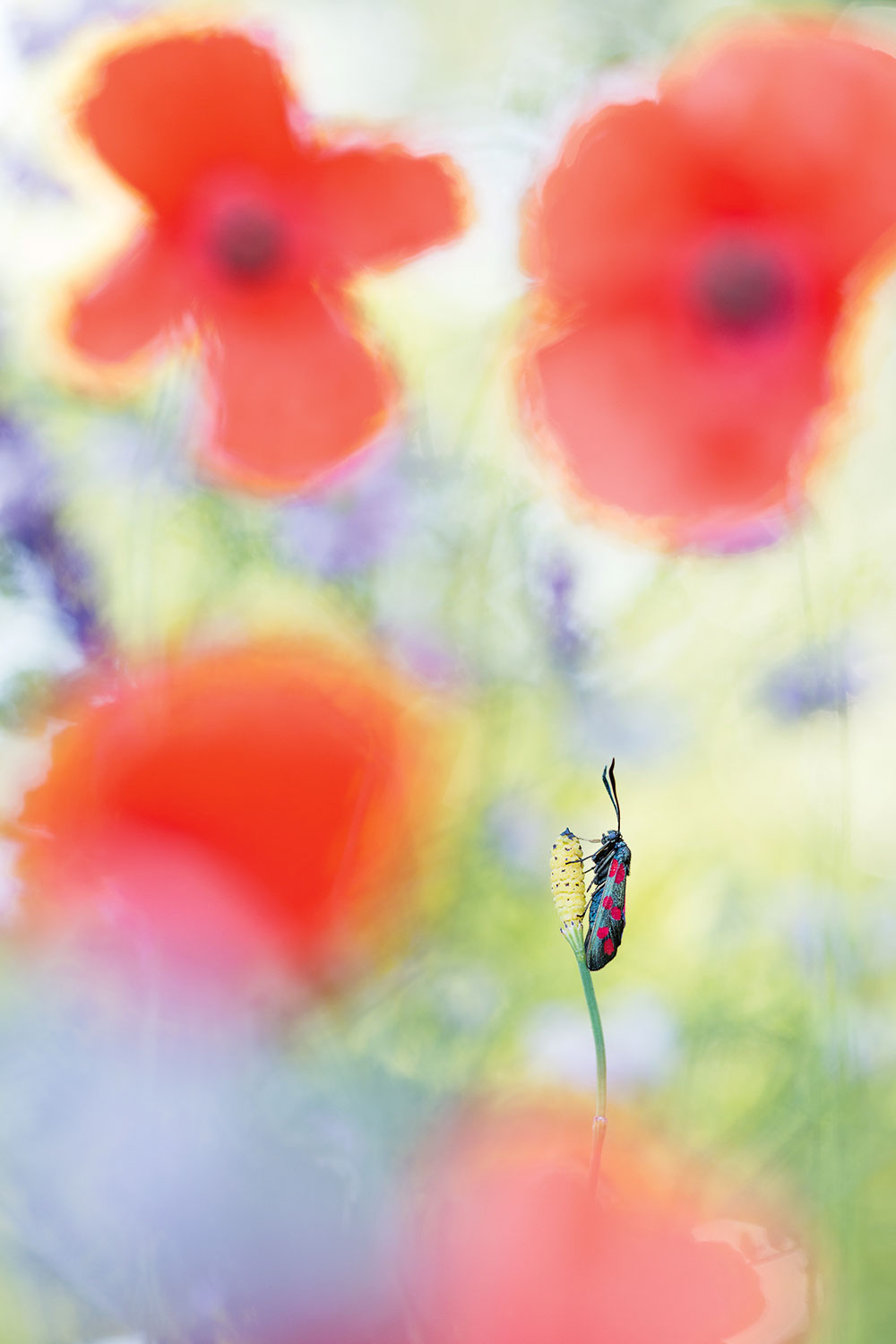 Perdita Petzl six-spot burnet