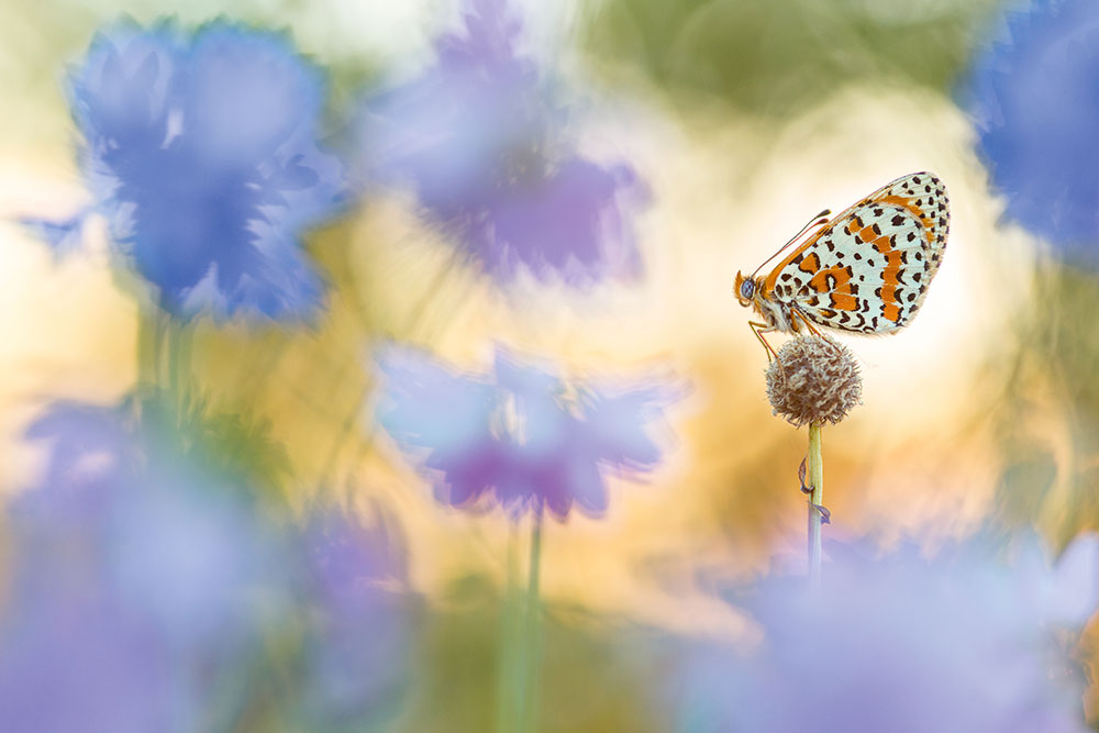 Perdita Petzl spotted fritillary
