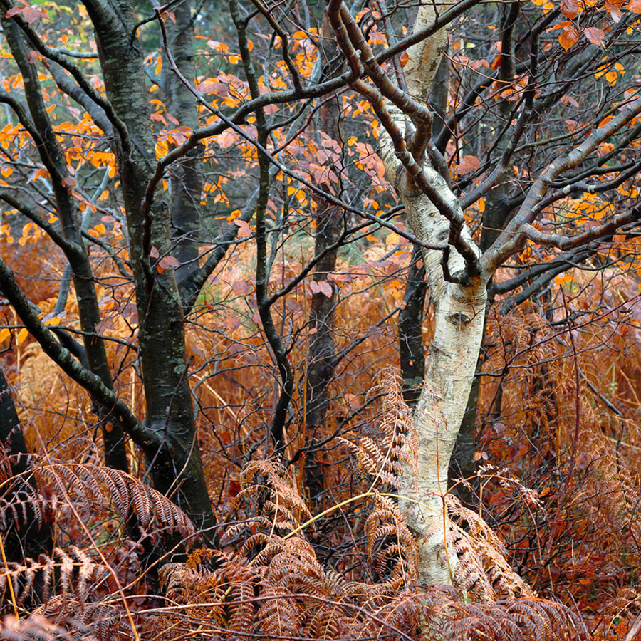 Steve Jupp woodland