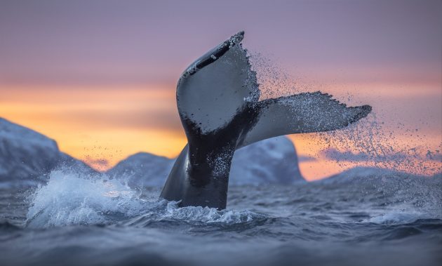Diving humpback whale, Arctic coast Canon EOS 5D Mark III with a Canon EF 70-200mm f/2.8L IS II USM lens, 1/640sec at f/2.8, ISO 1600