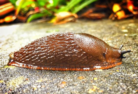 You don't see many pictures of slugs, do you? This one by Kit Malthouse is very colourful and detailed