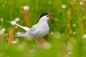 bird photography