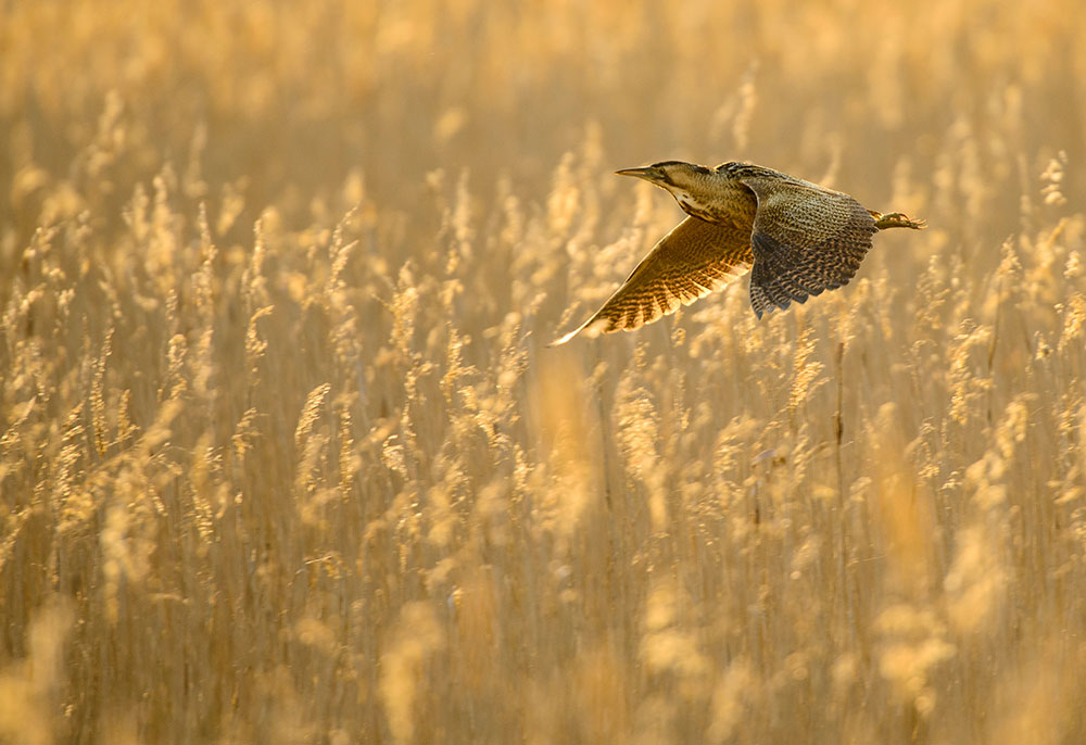 bird photography bittern