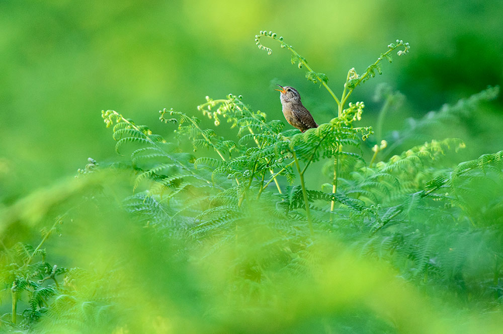 bird photography wren