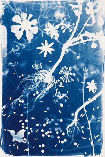 Cyanotypes be experimental