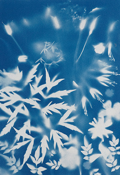 Cyanotypes change the background
