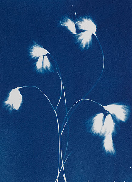 Cyanotypes enhance the blues