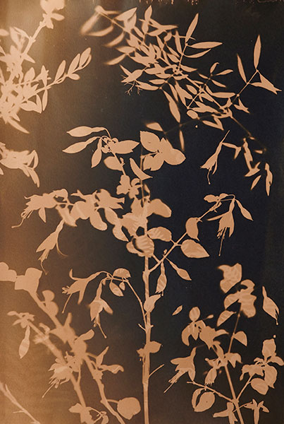 Cyanotypes tea toning