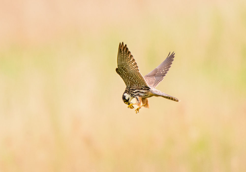Hobbies coming in to land
