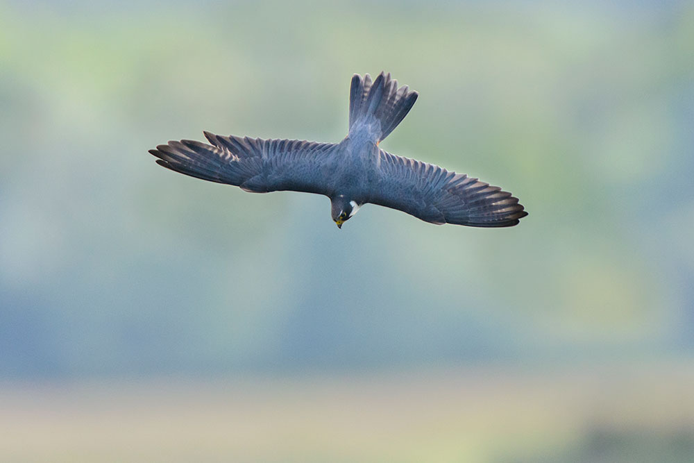 Hobbies diving to catch dragonflies