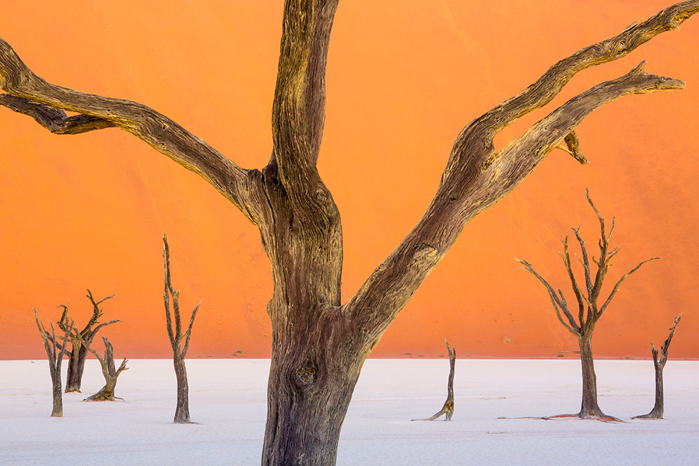 Composition bare trees