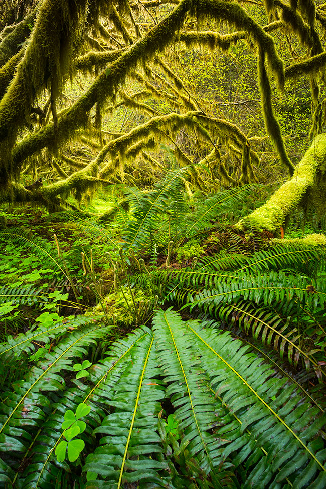 Composition ferns