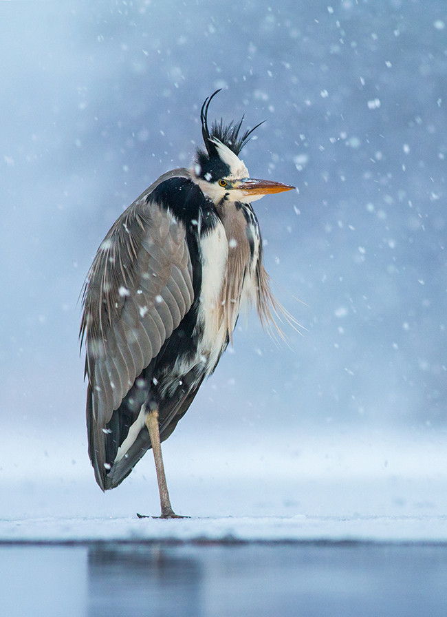 Ivan Sjögren Grey Heron in falling snow