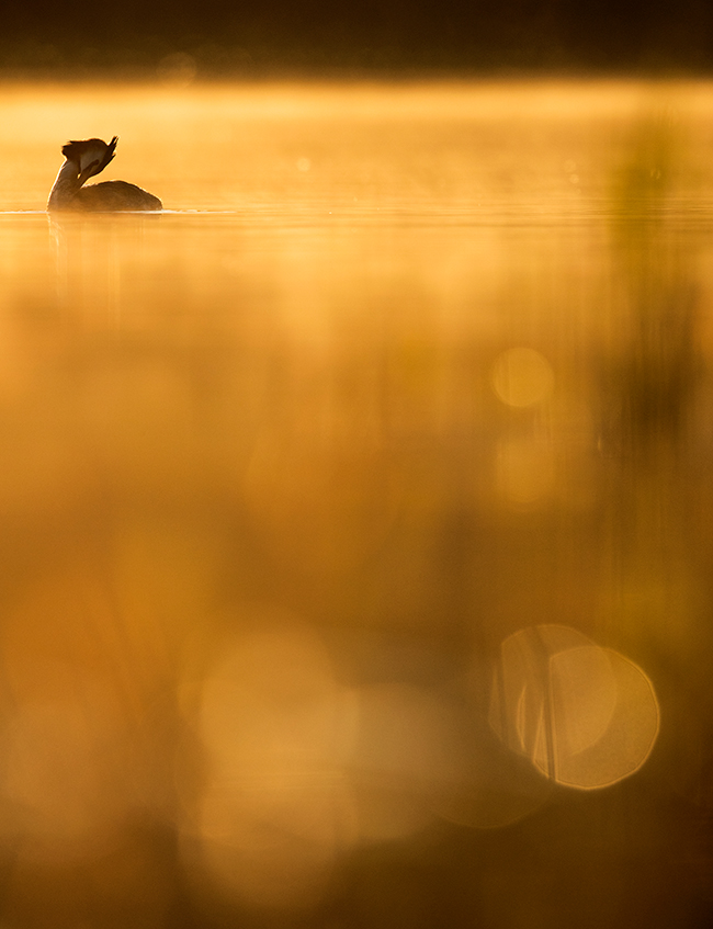 Johan Carlberg Crested Grebe Morning