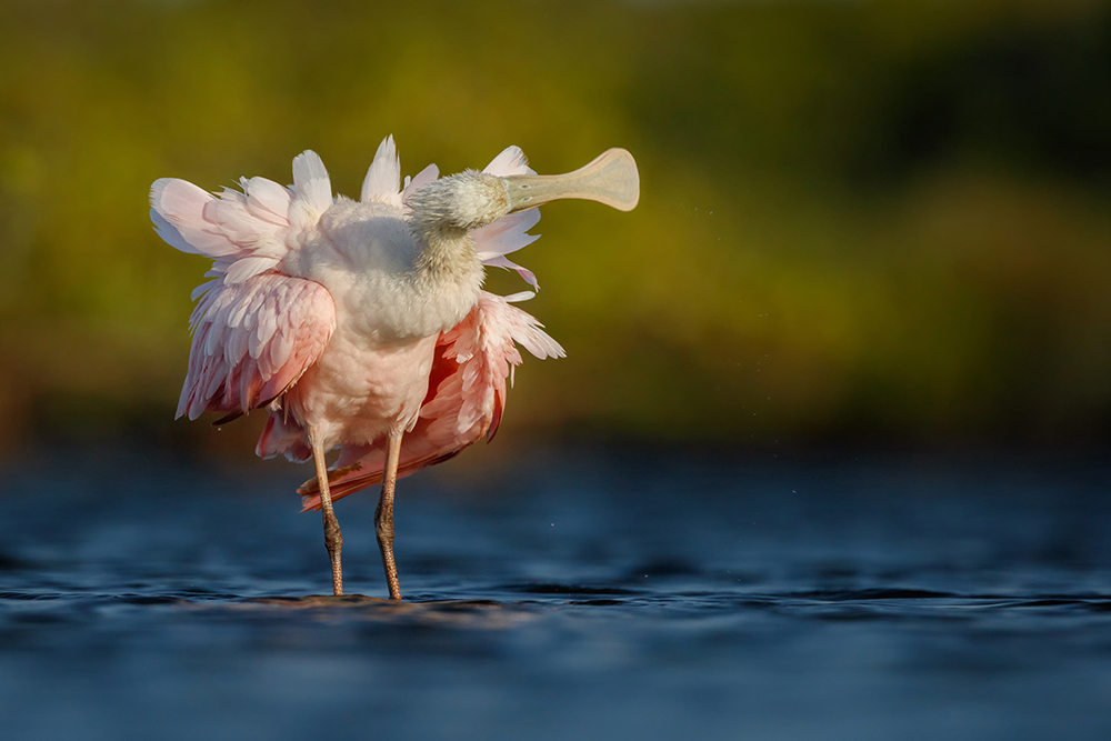 Petr Bambousek Roseate Spoonbill