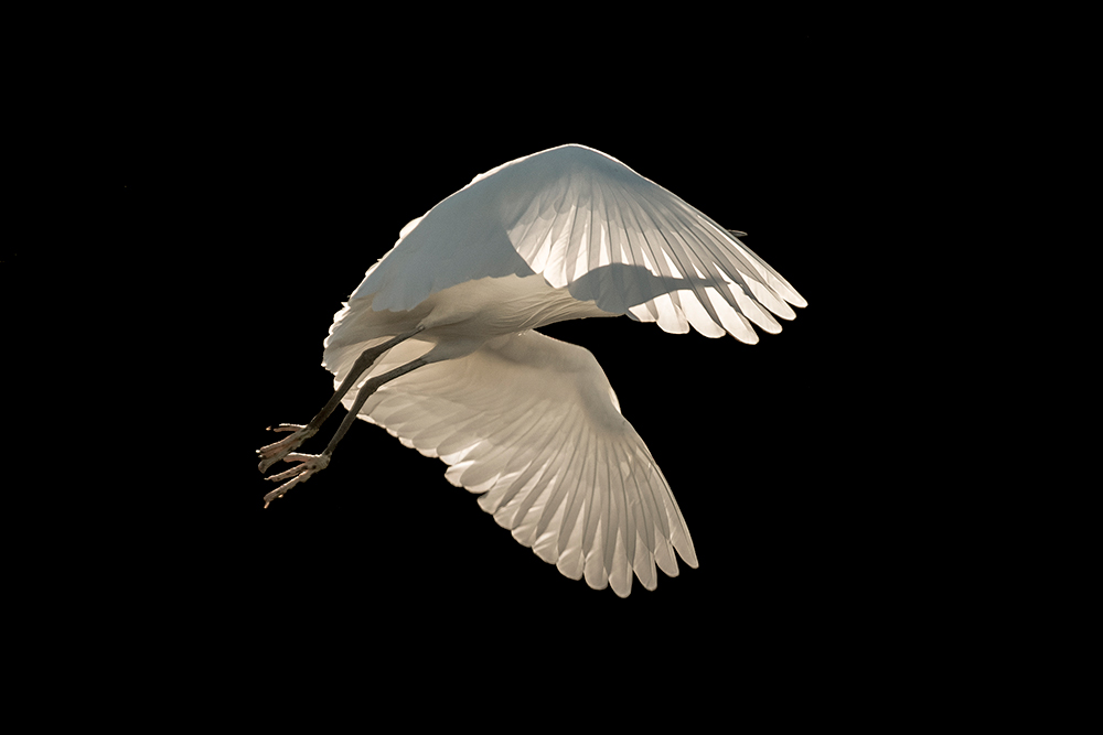 Sienna Anderson freedom