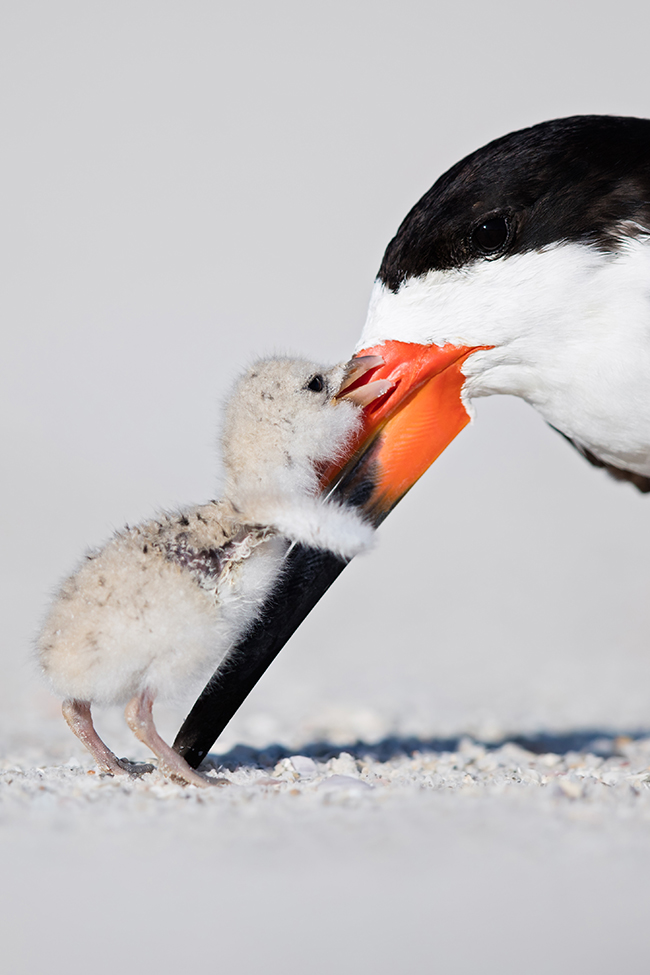 Thomas Chadwick Black skimmer and chick