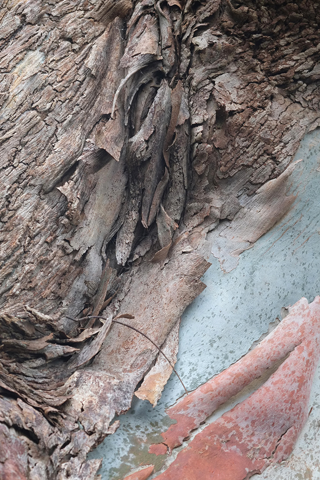 Autumn macro bark