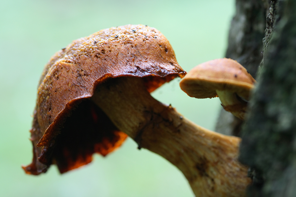 Autumn macro mushrooms