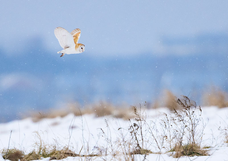 Bird tips Barn Owl