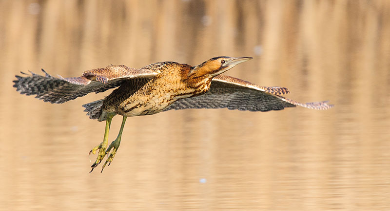 Bird tips Bittern