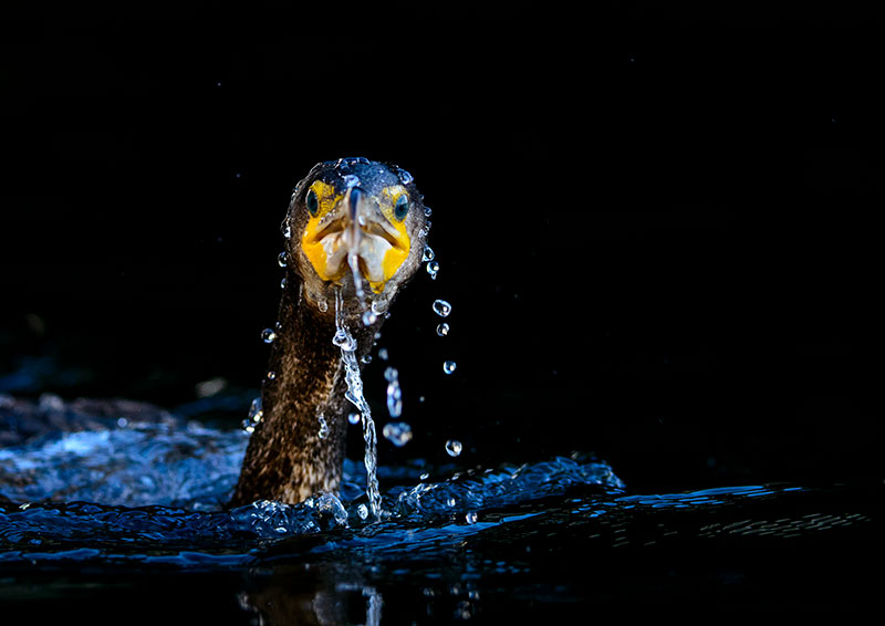 Bird tips Cormorant