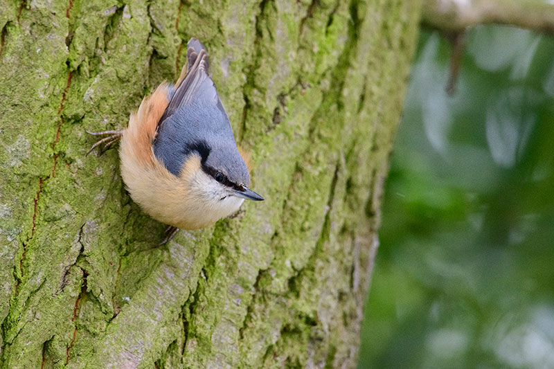 Bird tips Durham Snow