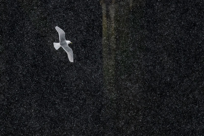 Bird tips Kittiwake