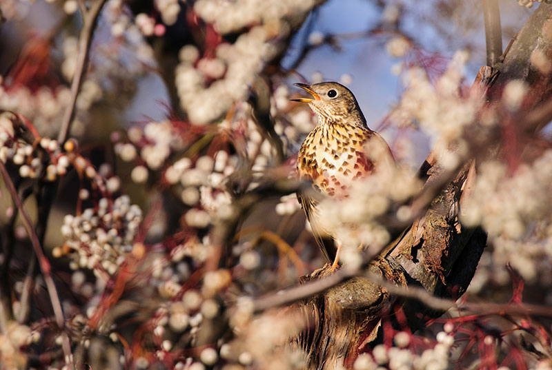 Bird tips Mistle Thrush