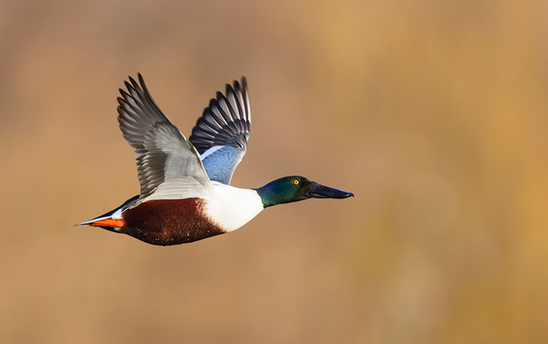 Bird tips Shoveler