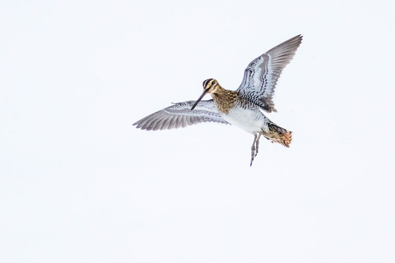 Bird tips Snipe