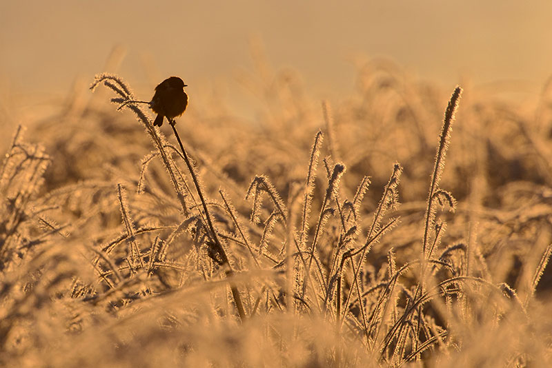 Bird tips Stonechat
