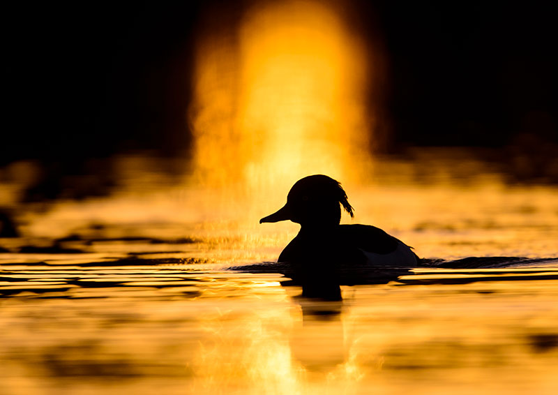Bird tips tufted duck