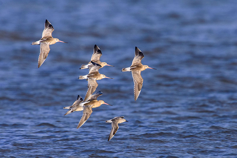 Bird tips waders