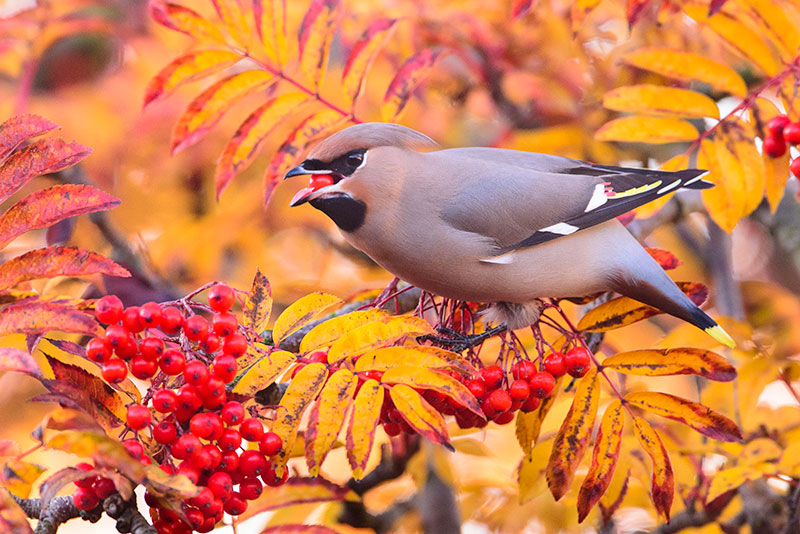 Bird tips wax wing