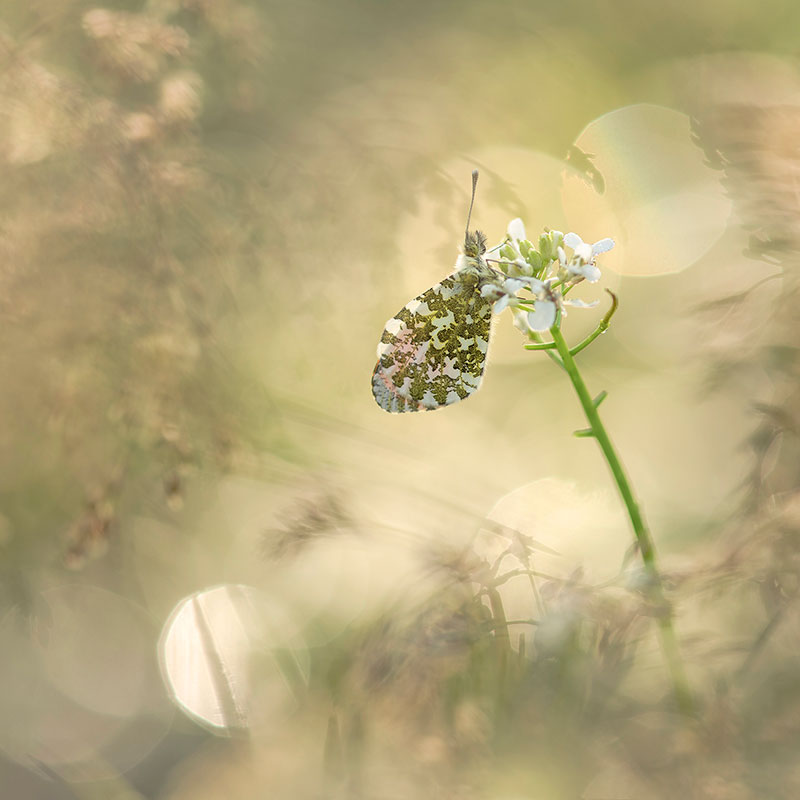 APOY Neil Burnell butterfly