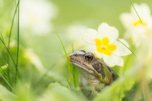 Wildlife photography