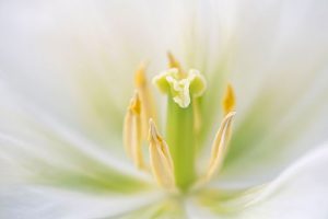close-up photography