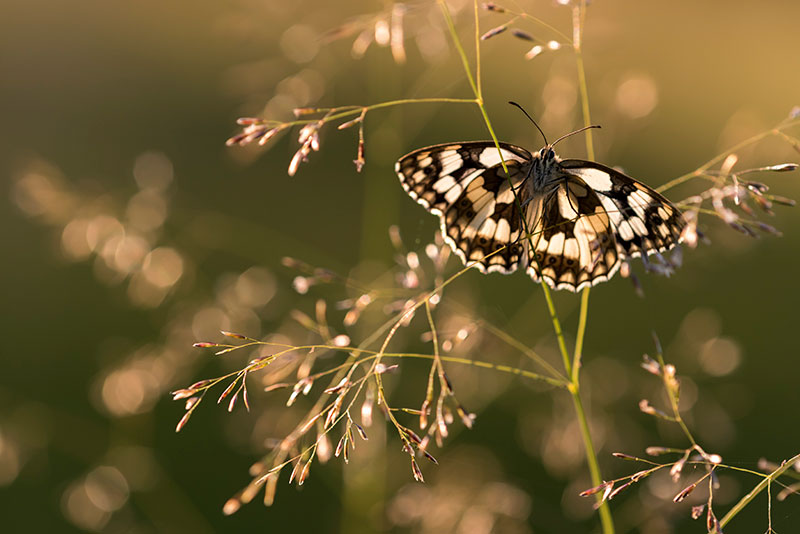 use backlight for wildlife