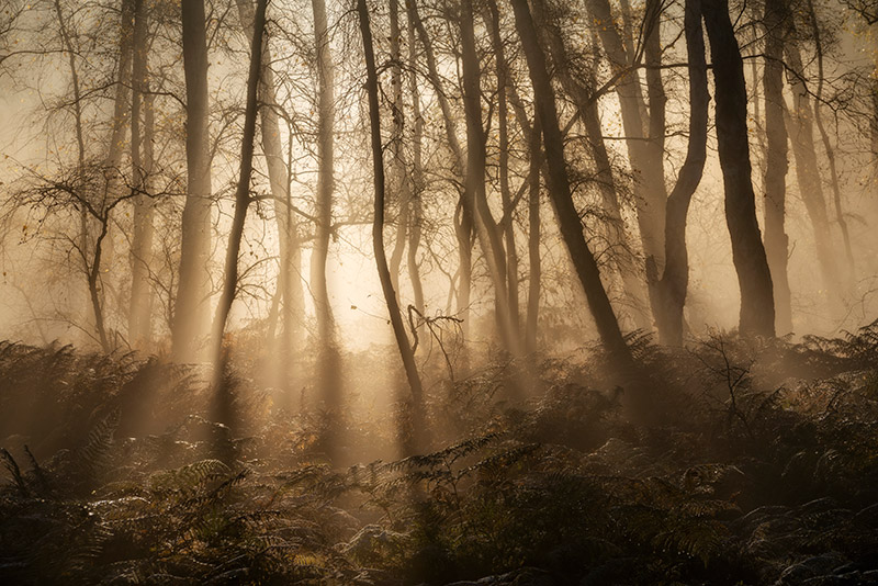 Misty moody morning at Holme Fen