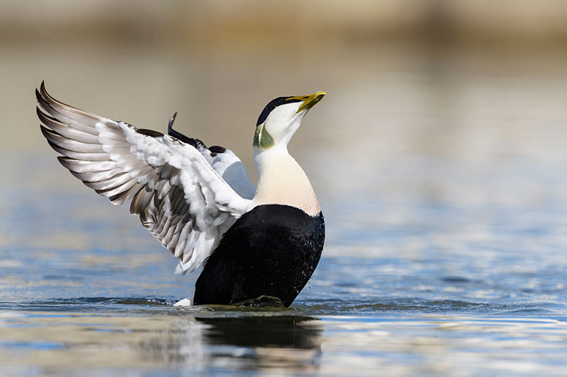 Eider landing on water