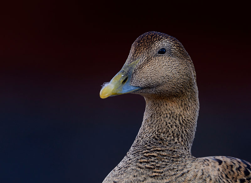 Female Eider