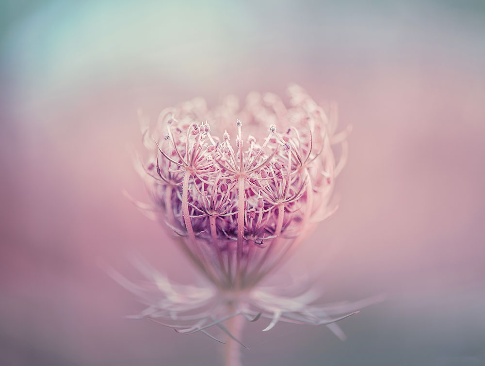 IGPOTY Janina Jackson Roadside Lace