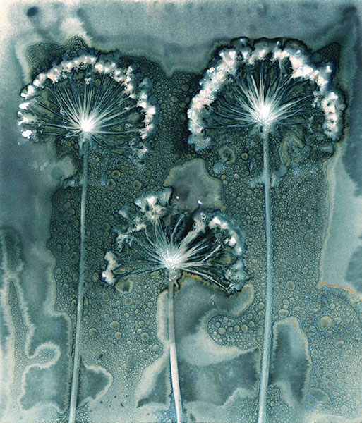 IGPOTY Jill Welham Fireworks